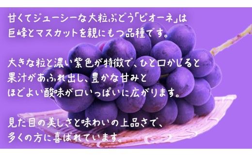 ピオーネ 5kg ( 7～9房 )【2026年7月上旬発送開始】(茨城県共通返礼品：大子町) ブドウ ぶどう 葡萄 巨峰 マスカット 果物 フルーツ 果実