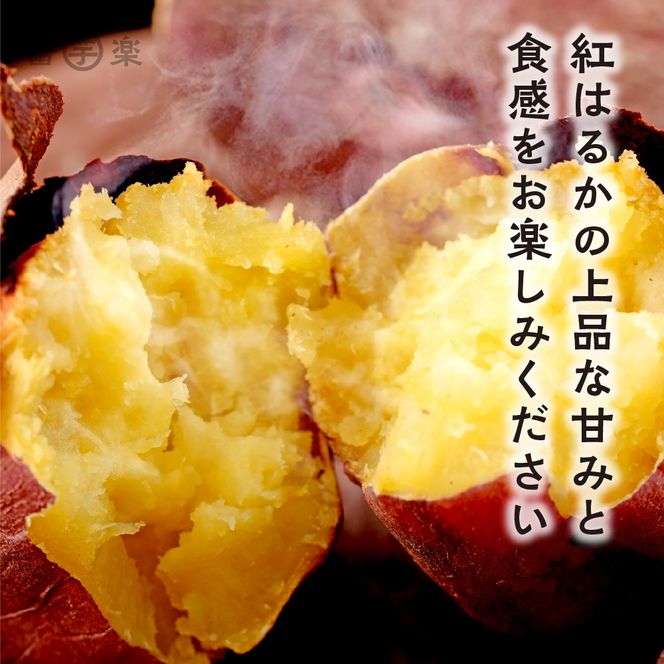 【先行予約】12月以降発送　干し芋屋のさつまいも 熟成 紅はるか 生芋 5kg 無添加 無着色 茨城県産 サツマイモ 土付き 芋 さつまいも さつま芋 薩摩芋 紅遥 べにはるか