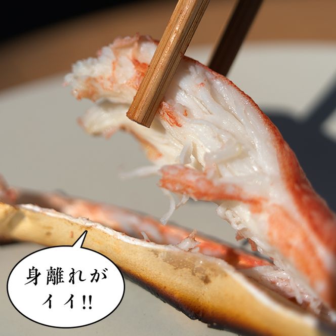 ボイル 本ずわいがに 2肩 500g × 1 カジマ ずわい蟹 ズワイガニ ずわいがに かに カニ 蟹