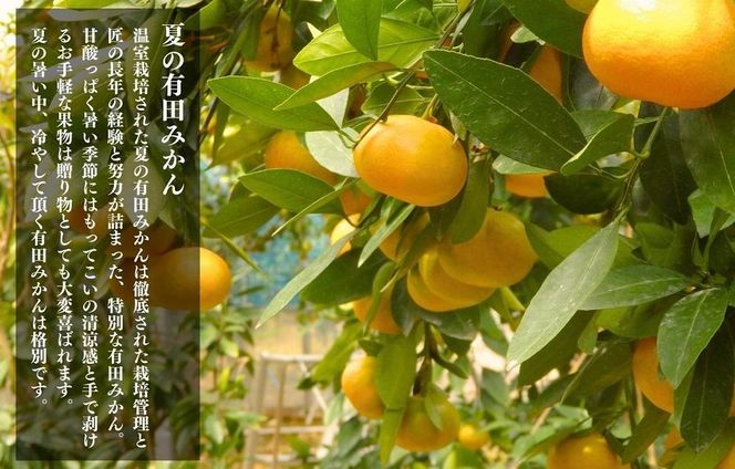 【お中元】夏の有田みかん (約1kg) と有田のみかんジュース（500ml×2本）和歌山県産 産地直送【7月上旬～8月上旬に順次発送】 AX156-GFT