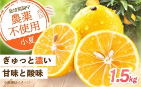 自然栽培小夏 1.5kg / 柑橘 自然 無農薬 土佐市 【有限会社四万十くじら】 [BQBR014]