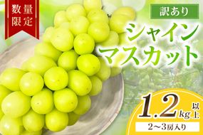 【先行予約／数量限定100】訳ありシャインマスカット 1.2kg以上（2～3房入り）（2026年9月上旬～発送）　FK00022