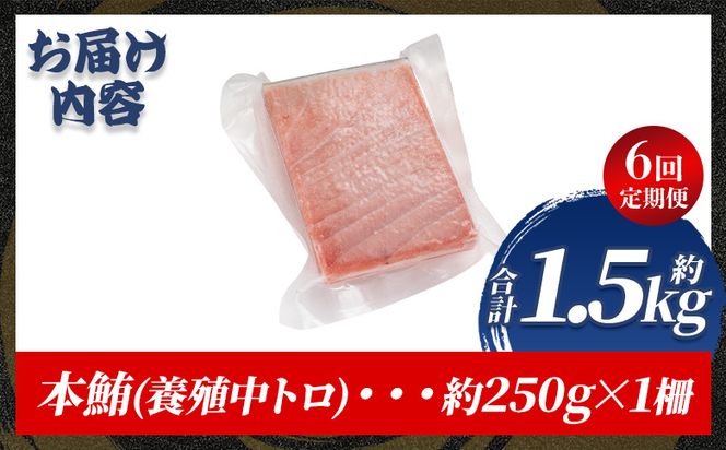 中トロ 定期便 6回 約250g 1冊 養殖 本マグロ 合計1.5kg - 鮪 まぐろ 中とろ 寿司 刺身 さしみ 海鮮丼 漬け丼 カルパッチョ おつまみ 新鮮 海産物 魚介 海の幸 オオジ 高知県 香南市 冷凍 Woo-0029