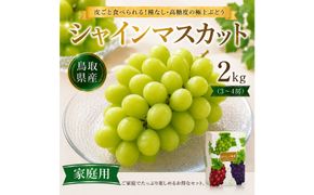 【鳥取県産】シャインマスカット 2kg （3～4房）家庭用【期間限定（9月20日まで）】 313726_CY024