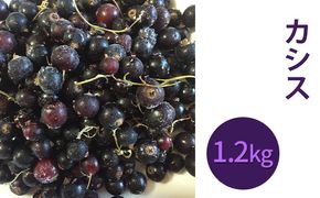 冷凍 カシス 約1.2kg（600g×2）サイズ混載 【 ブラックカラント 】フルーツ 果物 果樹 加工食品 くだもの [峠のふもと紅果園]