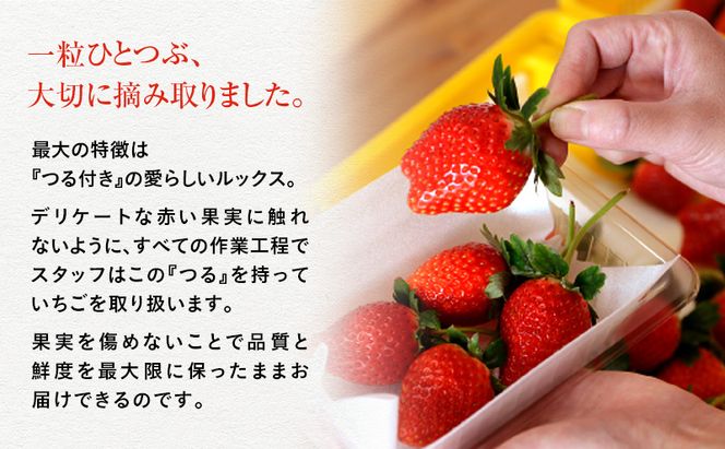 【先行予約】いちご とちあいか つる付き 4パック ※2026年11月～発送