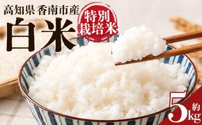 令和８年度産 白米（特別栽培米）5kg 【8月下旬以降順次配送】 お米 こめ コメ はくまい 精米 おにぎり お弁当 毎日のご飯 特別栽培米 キロ ふっくら つやつや 冷めても美味しい お取り寄せ 国産 ka-0002