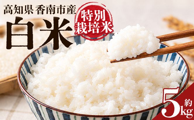 令和８年度産 白米（特別栽培米）5kg 【8月下旬以降順次配送】 お米 こめ コメ はくまい 精米 おにぎり お弁当 毎日のご飯 特別栽培米 キロ ふっくら つやつや 冷めても美味しい お取り寄せ 国産 ka-0002