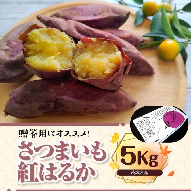 【先行予約】【2026年11月より順次発送開始】さつまいも　特選紅はるか 約5kg｜さつまいも 芋 お芋 紅はるか タネのハシモト 茨城県 行方市(BS-10)