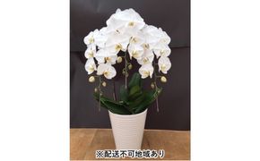 幸せが飛んでくる胡蝶蘭大輪3本立ち【配送不可：北海道、東北、沖縄、離島】 植物 