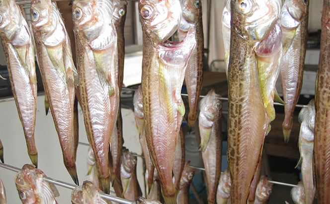 ハタハタ（特々大）干物 一夜干し 450g ×2箱【配送不可：離島】 魚貝類 