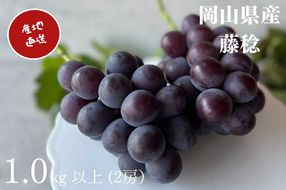 ぶどう 藤稔 2房 合計1.0kg以上 産地直送 朝採れ ぶどう 葡萄 岡山 Kawahara Green Farm 岡山県産 2026年 