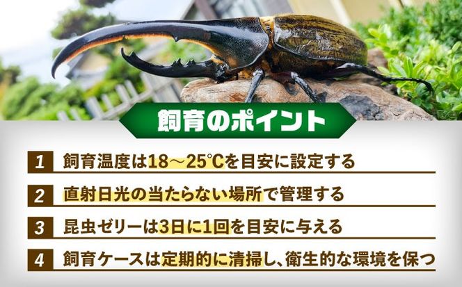 配送不可地域：北海道・沖縄・離島】ヘラクレスオオカブト成虫