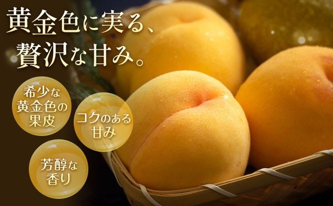 【2027年発送先行予約】ご家庭用 岡山県産 黄金桃 約1.5kg 5～6玉 晴れの国おかやま館 (つむぐ株式会社) 《2027年8月下旬-9月上旬頃出荷》岡山県 笠岡市 フルーツ 果物 果実 訳あり 桃 黄桃 もも モモ【配送不可地域：離島】---H-108---