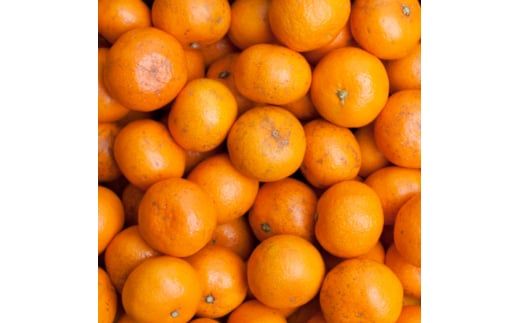 家庭用 小さな 有田 みかん (S以下) 5kg+250g ※11月発送 / 温州みかん 有田みかん 訳あり 甘い 光センサー選果 果物 柑橘 和歌山 ※北海道・沖縄・離島への配送不可 【ikd004-cs-5-novD】