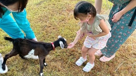 【体験型返礼品】癒しのヤギセラピー体験（来場/1時間/1名）