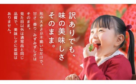 【 先行予約 】 訳あり いちご いばらキッス 800g 【 2027年2月以降発送 】  （常陸太田市 共通返礼品 ) 苺 果物 くだもの フルーツ 不揃い ジャム