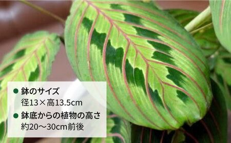 葉模様が独特で美しい 『マランタ・レウコネウラ・エリトロネウラ(ボスタス)』 糸島市 / cocoha 観葉植物 インテリア [AWB035] 観葉植物 植物 緑 インテリア グリーン 葉 リラックス ボスタス ギフト