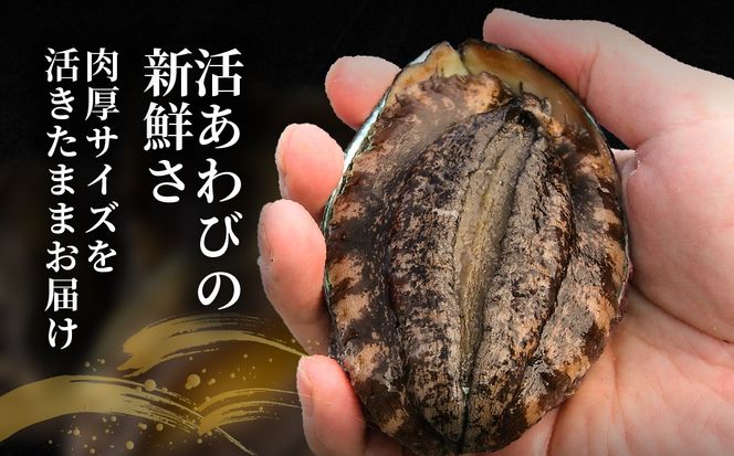 北海道室蘭産 天然活蝦夷あわび 5個入（1個100g～120g前後）（2026年1月中旬頃お届け） MROH006