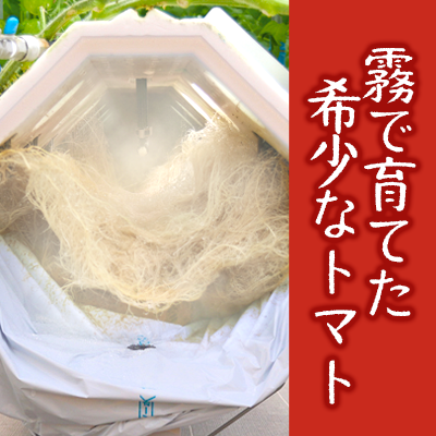 12月以降発送予約【霧で育てた濃厚な味】霧のトマト 200ｇ×12パック（20-59）
