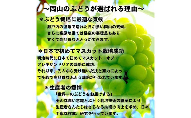 ぶどう 2026年 先行予約 シャインマスカット 晴王【9月上旬～順次発送分】 1房（約650g）秀品【配送不可：北海道・沖縄県・離島】 果物類 フルーツ 果物 葡萄 