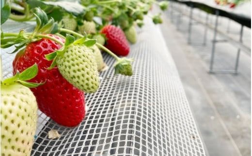 【先行予約】特大まりひめ いちご 朝摘 6個～11個入り×4パック 2026年1月中旬～2026年3月末頃に順次発送予定（お届け日指定不可）/ いちご 苺 まりひめ 和歌山 フルーツ 果物 くだもの【kiy004A】