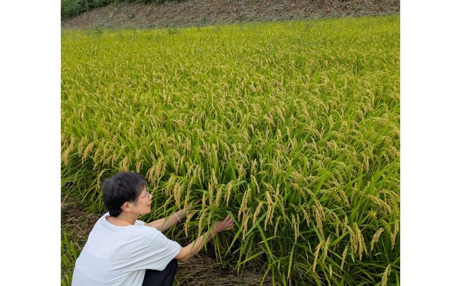 【令和7年産】有機肥料米ナオちゃんのお米【出雲市産きぬむすめ】5kg（1袋）美味しい お米 精米 有機栽培 出雲市産 322032_FX002