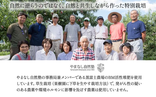 【来年（2026年/令和8年）発送＜先行予約＞】『特別栽培』自然塾夏のシャインマスカット 2㎏ ご家庭用 シャインマスカット 先行予約 先行 予約 山梨県産 国産 甲斐市 産地直送 人気 おすすめ 贈答 ギフト お取り寄せ フルーツ 果物 くだもの ぶどう ブドウ 葡萄 新鮮 甘い 皮ごと BM-4