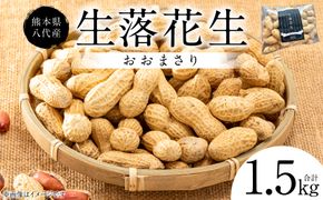 【先行予約】 熊本県 八代産 生落花生 [おおまさり] 1.5kg 落花生 ラッカセイ らっかせい おおまさり 生 なま 茹で おつまみ おやつ ピーナッツ 豆 旬 野菜 【2026年9月上旬より順次発送】