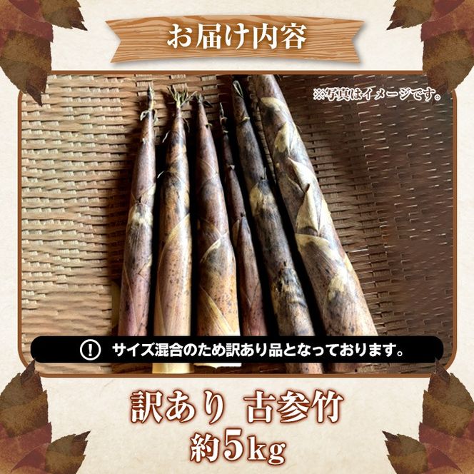 ＜先行予約受付中！2026年4月下旬以降順次発送予定＞訳あり！古参竹(約5kg) 鹿児島県 阿久根市 古参竹 こさんだけ 竹の子 タケノコ たけのこ 天ぷら 炒め物 メンマ 煮物 サイズ混合 訳アリ 野菜 青果【松永青果】akn053-22