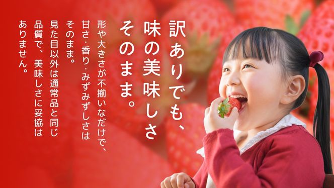【 先行予約 】 訳あり いちご いばらキッス 800g 《 2026年2月以降発送 》 苺 果物 くだもの フルーツ 不揃い ジャム （茨城県共通返礼品／常陸太田市） [ES015us]