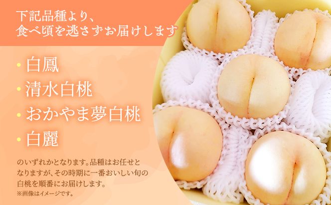 桃 2026年 先行予約 岡山県産 白桃 品種おまかせ ご家庭用 1.5kg(4～6玉) 朝採れ 農家直送 限定60箱