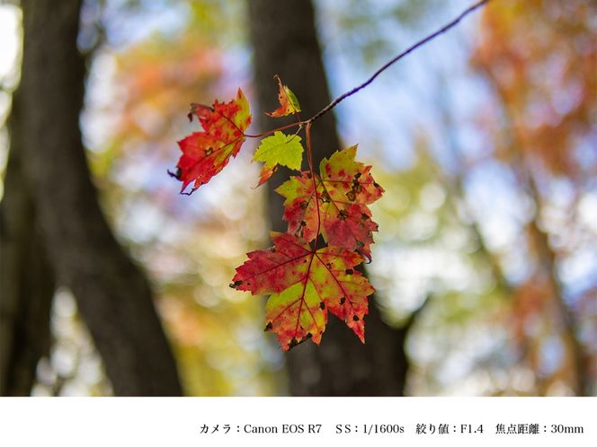 SIGMA 30mm F1.4 DC DN | Contemporary【キヤノンRFマウント】（数量限定）