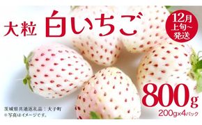 白いちご 大粒 200ｇ（8～12粒）×4パック【2026年12月上旬発送開始】(茨城県共通返礼品：大子町) いちご 苺 果物 フルーツ 果実