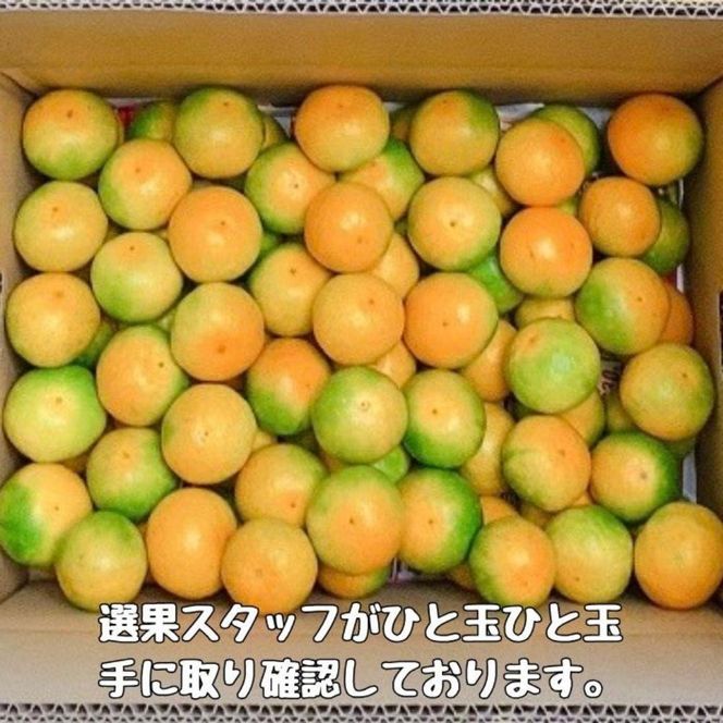 有田みかん 由良早生S～Lサイズ混合 約5kg 【2026年発送 先行予約】ER01