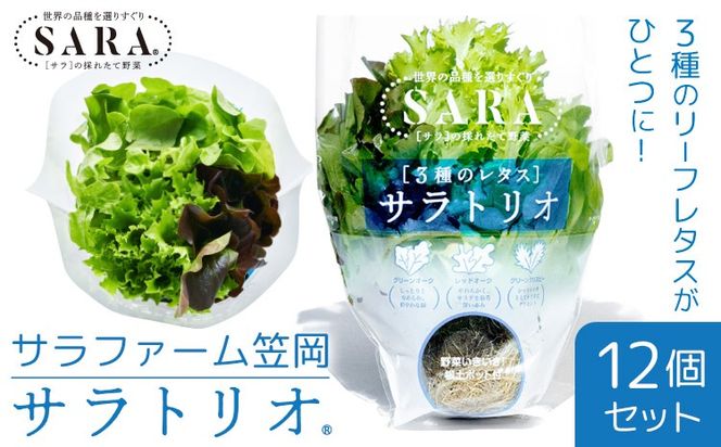 サラトリオ 12個セット 野菜 レタス 3種のレタス グリーンオーク レッドオーク グリーンクリスピー 《30日以内に出荷予定(土日祝を除く)》 JA晴れの国岡山 笠岡アグリセンター 野菜 岡山県 笠岡市---H-58---