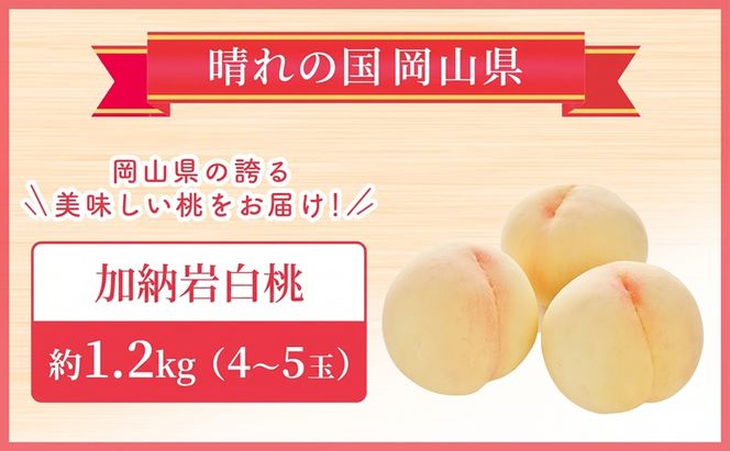 【 2027年 先行予約】 桃 岡山県産 加納岩 白桃 約1.2kg（4～5玉） 《2027年6月下旬-7月上旬頃出荷》 白桃 岡山 はくとう スイーツ フルーツ 果物 先行予約 数量限定 期間限定 岡山 里庄町 モモ もも 桃