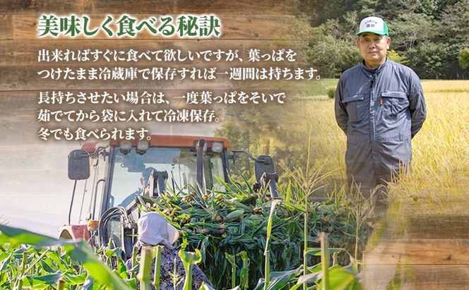 北海道産 とうもろこし 恵味 ゴールド 2L 8本 8月中旬～9月下旬頃お届け 朝採り 恵味 めぐみトウモロコシ スイート コーン 甘い 新鮮 先行受付 夏 野菜 産地直送 塩田農園 送料無料 北海道 洞爺湖町 