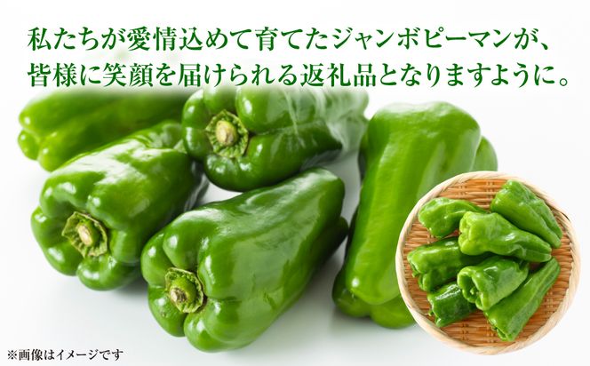 【先行予約】産地直送 とんがりジャンボピーマン 2kg 野菜 やさい 野菜炒め サラダ 夏野菜 新鮮 旬 無限ピーマン おつまみ BBQ バーベキュー 肉詰め 熊本県 八代市【2026年3月中旬より順次発送】