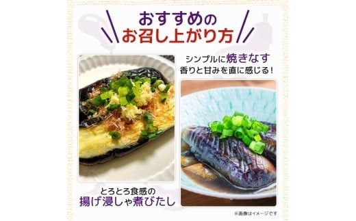 【先行受付】なす 選べる 1.5kg 3kg 5kg 3回定期便 6回定期便 約15本 ～ 50本 朝採れ 農家直送 新鮮 旬 野菜 やさい 茄子 ナス なすび 先行予約 期間限定 季節 料理 ごはん 高知県 特産品 優秀賞 天敵農法 自家製肥料 環境制御 お竜 焼きなす 揚げ浸し nasu 煮びたし カレー なす パスタ たたき こたにん農園 安芸市 高知県