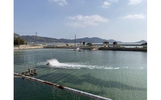 D413 【秋穂産車海老使用】本格カンジャンセウ　5尾入り