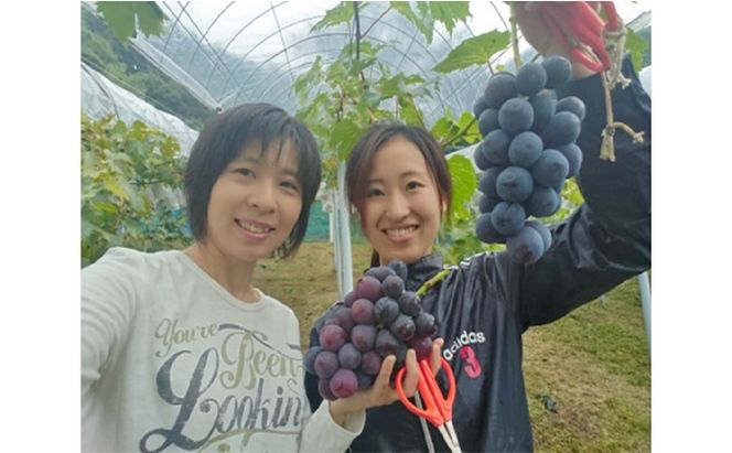 ニュー ピオーネ 1kg前後 2房 葡萄 フルーツ 岡山 高梁市産 ぜきお農園 ぶどうclub 2026年 先行予約 果物 