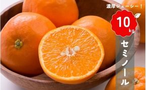 【先行予約】橋本農園の セミノール 10kg 【2027年3月中旬から4月中旬に順次発送】 / セミノール 柑橘 フルーツ 果物 くだもの 先行予約【mht018】