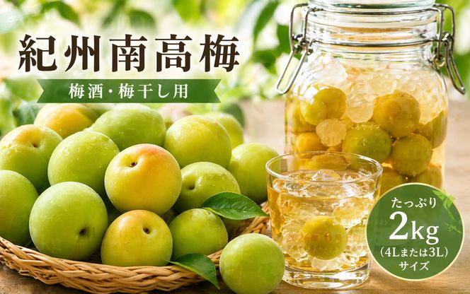 【先行予約】和歌山県産 紀州熟南高梅 2kg (4Lまたは3Lサイズ) 生うめ 大粒 梅干し 梅酒用 ご家庭用 青梅 黄梅 2027年6月上旬〜7月上旬発送【art006B】