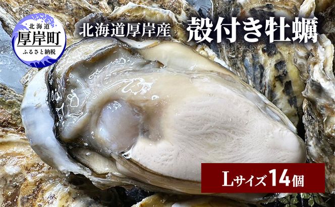 北海道 厚岸産 殻付き 牡蠣 Lサイズ 14個 魚貝類 生牡蠣 海鮮 海の幸 生食用牡蠣 生食用 生食用殻付き牡蠣 濃厚 甘み マルえもん オイスター 