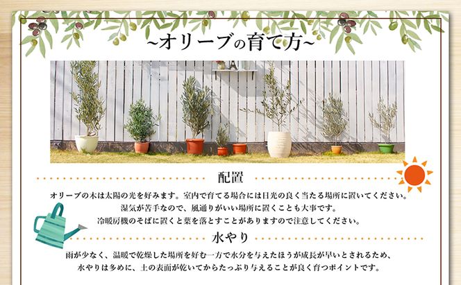 【 小豆島 】小豆島で育ったオリーブ苗木！ご自宅やお店のシンボルツリーにどうぞ！ 植物 観葉植物 オリーブ 苗木 インテリア シンボルツリー オリーブ苗木 香川 香川県 土庄 土庄町