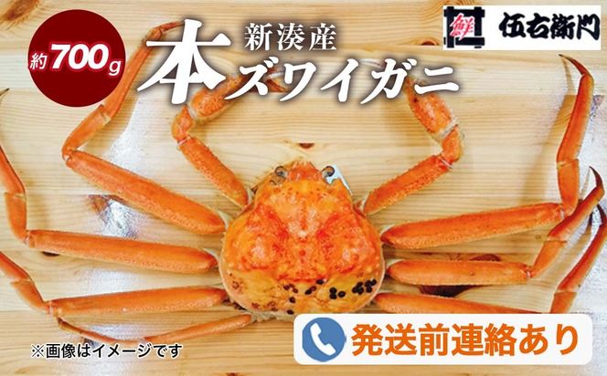 【伍右衛門】新湊産本ズワイガニ約700g｜海の幸 海鮮 お祝い 集まり メニュー 冬の味覚 茹でたて 新鮮 国産 富山県産 ※2026年11月～発送 ※発送まで1か月以上かかる場合があります。
