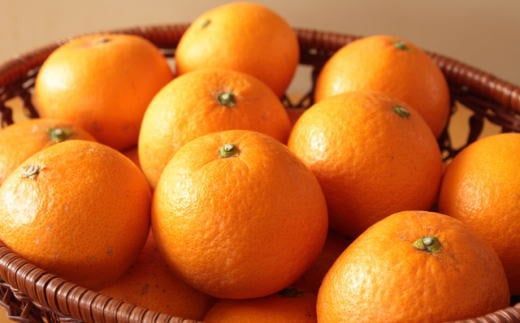 【産直】有田産 清見 オレンジ 5kg（サイズおまかせ・秀品） /果物 くだもの フルーツ 蜜柑 みかん ※2027年3月上旬～3月下旬頃順次発送予定（日付指定不可） 【tec011-r-5】