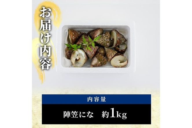 ＜お試し用＞陣笠にな (約1kg) 魚介 貝 にな ニナ 酒蒸し 網焼き バター焼き バーベキュー 獲れたて 冷蔵 海の直売所 大分県 佐伯市【AS125】【海べ (株)】