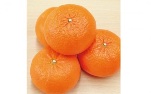 【先行予約】石本果樹園の美味しい麗紅（レイコウ）約3kg 約18～20玉前後【2027年2月中旬から3月中旬までに順次発送予定】 / みかん フルーツ くだもの 果物 れいこう【min003C】
